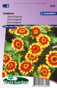 cinia kvety semena zeleniny kvetov bylinky sadit pestovat rajcin paprika uhoriek bazalka